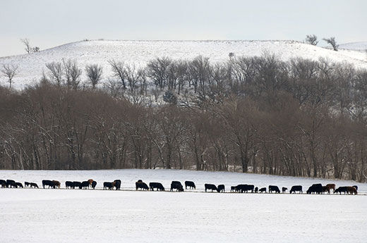 CC Winter Cows Bale